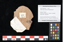Foto (Objekt + Etikett) von Antholithes stiriacus Kovar-Eder et Z.Kvacek sp.nov. (NHMW-GEO-2024-0188-0427)
